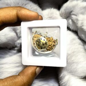 1 Mukhi Rudraksha Pendant