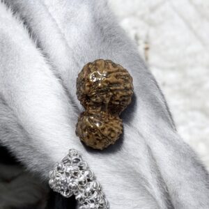 Gauri Shankar Rudraksha