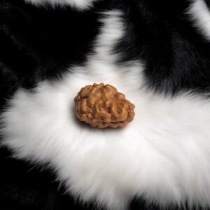 1 Mukhi Small Rudraksha Pendant