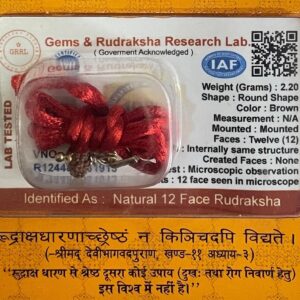 12 Mukhi Rudraksha Pendant