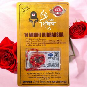 14 Mukhi Rudraksha Pendant