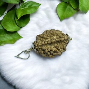 2 Mukhi Big Rudraksha Pendant